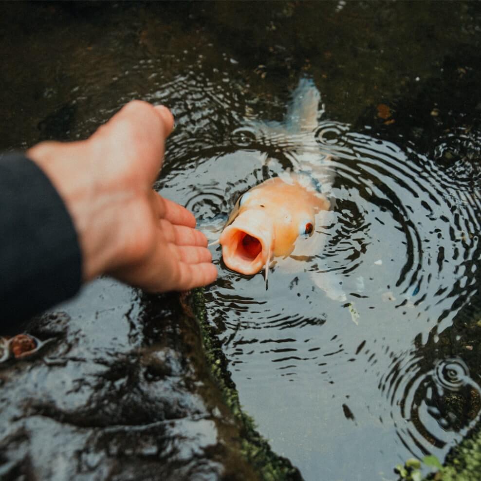 koi enthusiast koi enthusiast