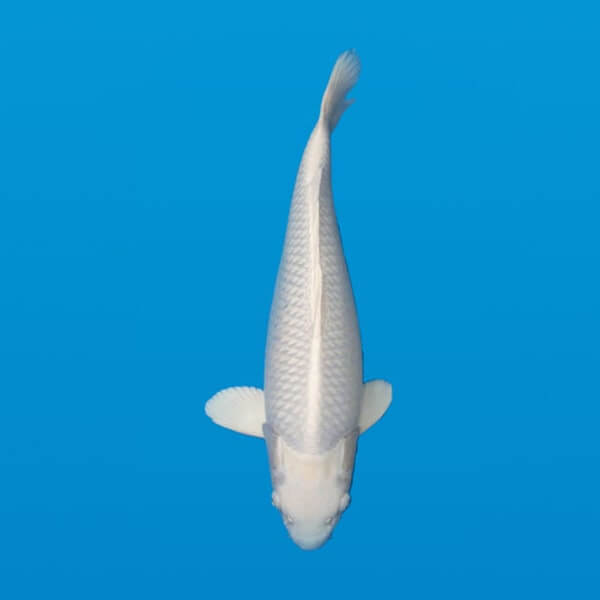 platinum ogon