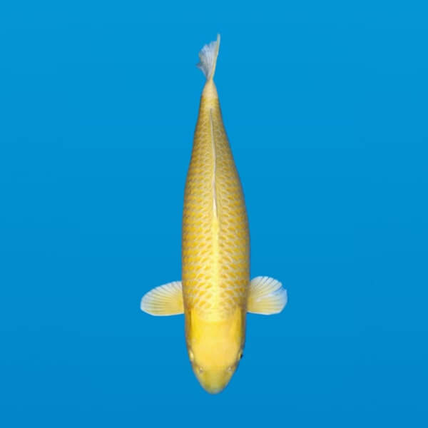 yamabuki ogon