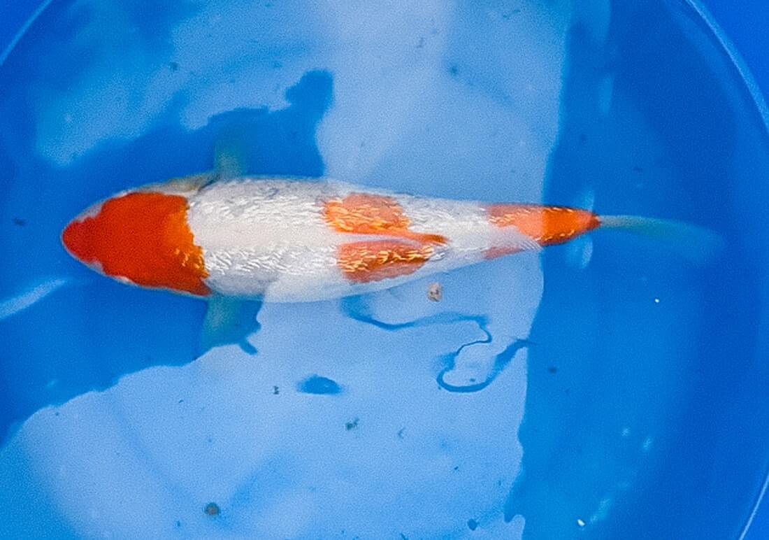 ginrin kohaku