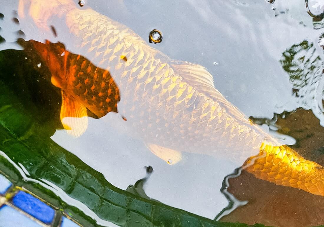 yamabuki ogon
