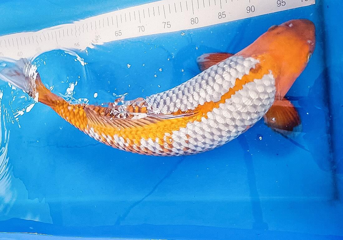 koi carp