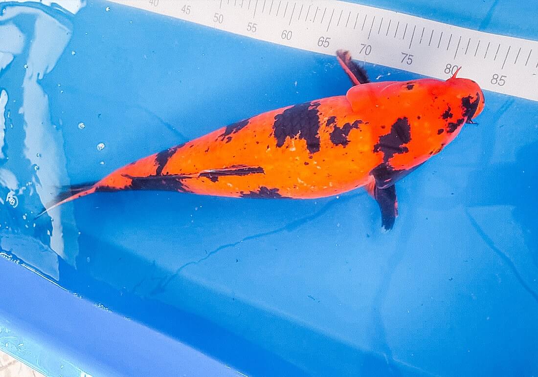 koi carp