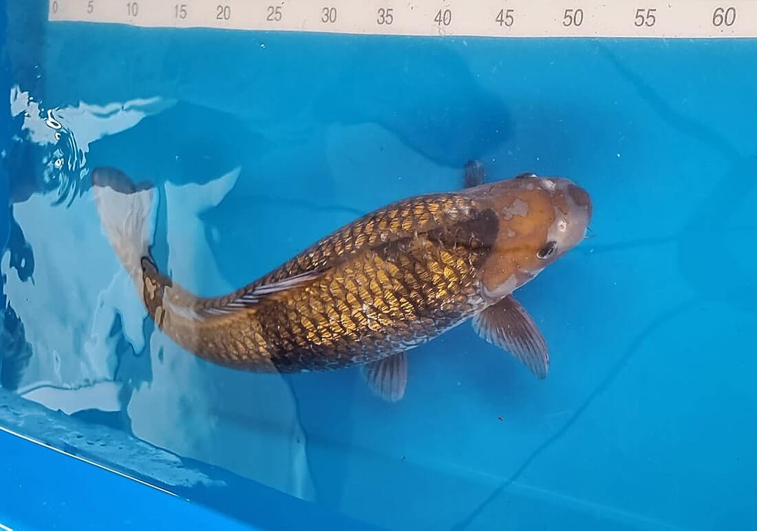 koi carp