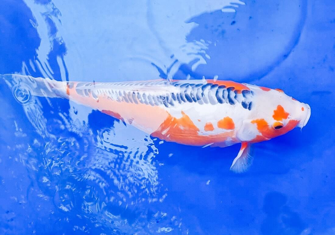 shusui