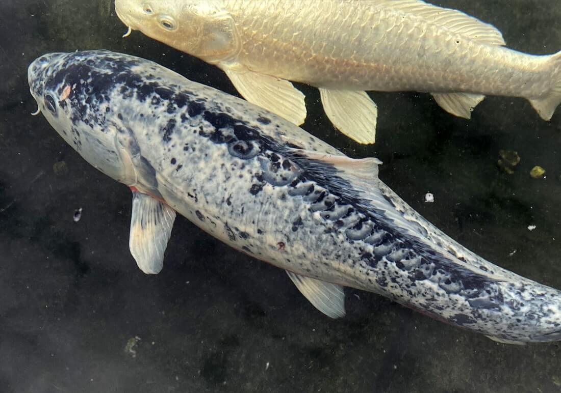 bargain koi