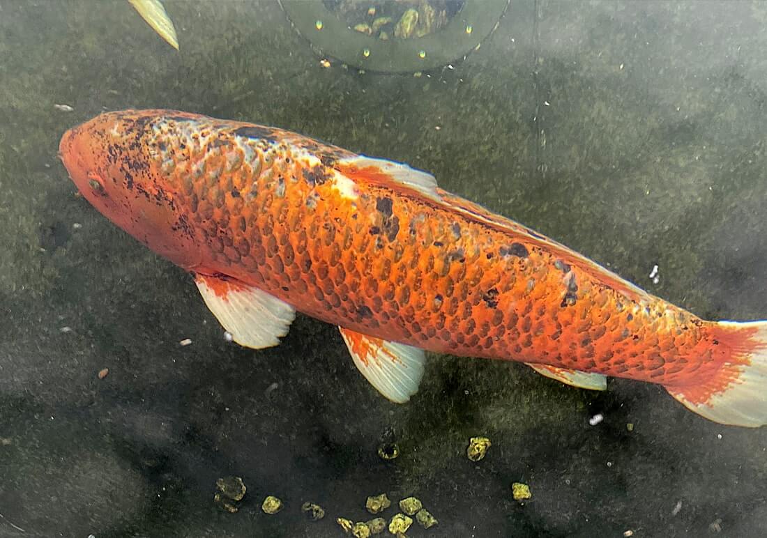 cheap koi carp