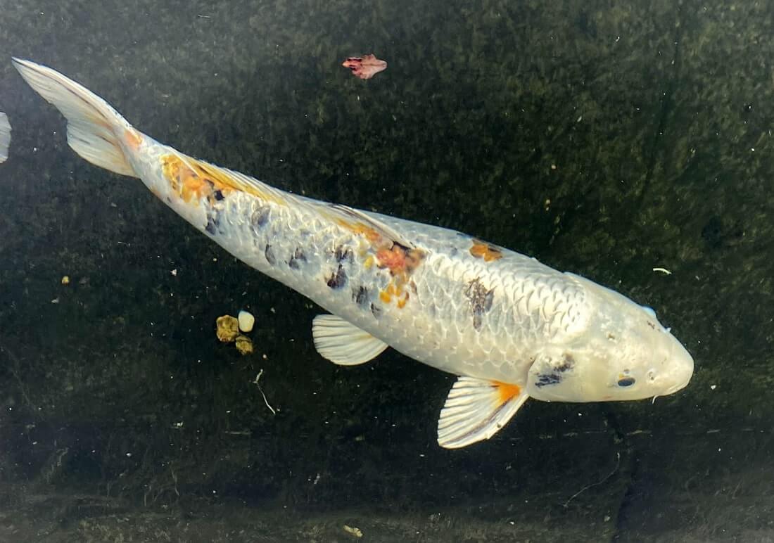 cheap koi carp