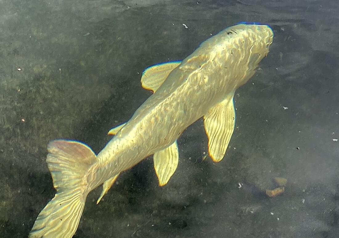 koi carp