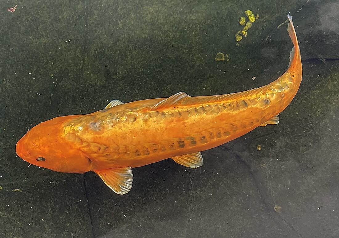 koi carp