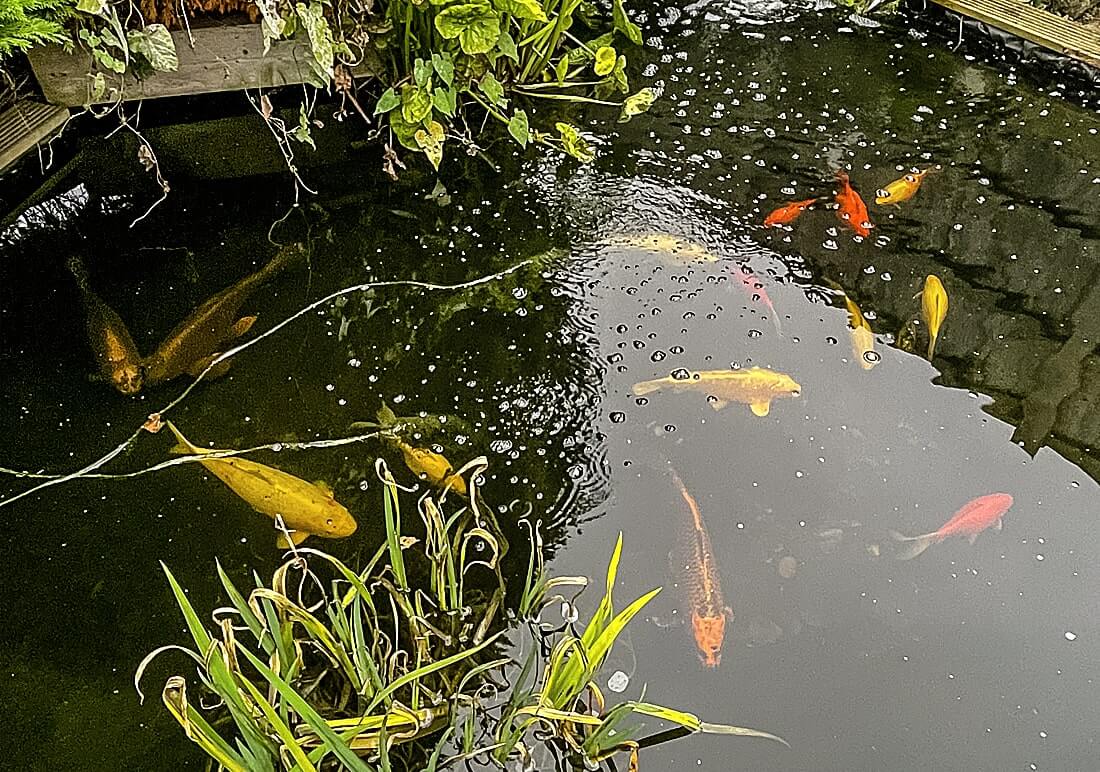assorted koi
