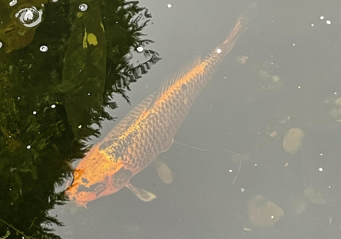 assorted koi