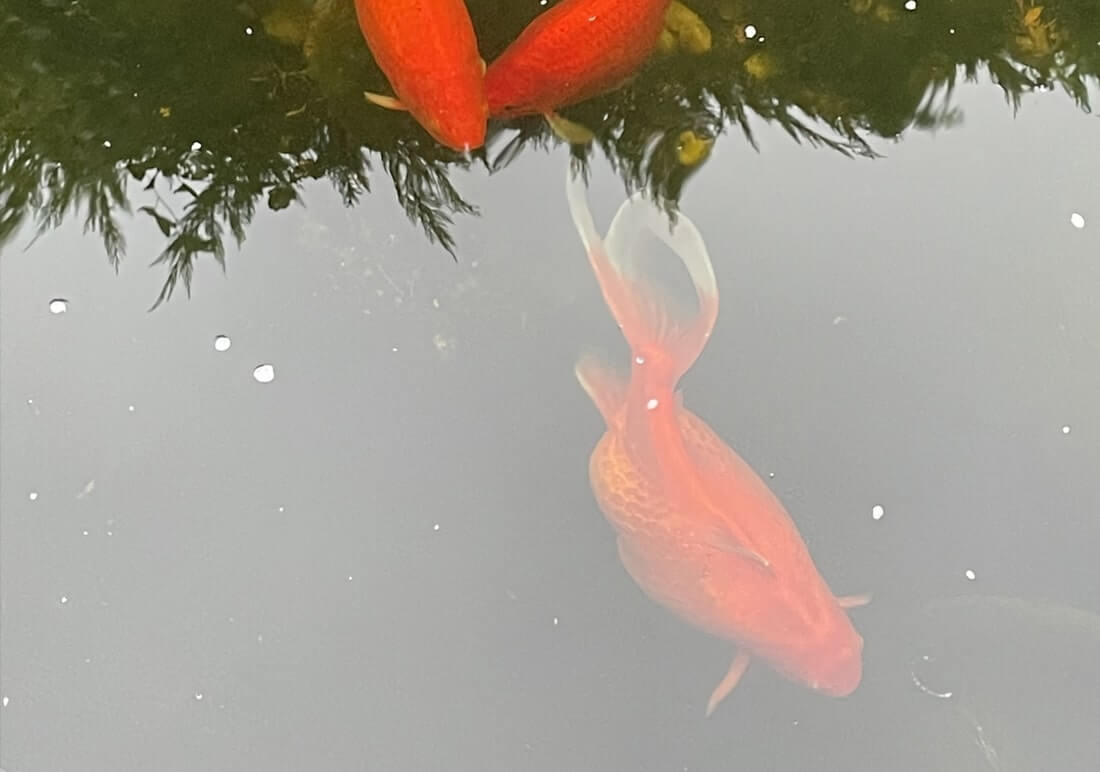 assorted koi