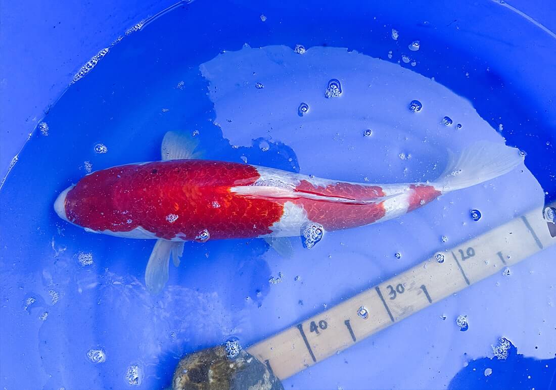 ginrin kohaku
