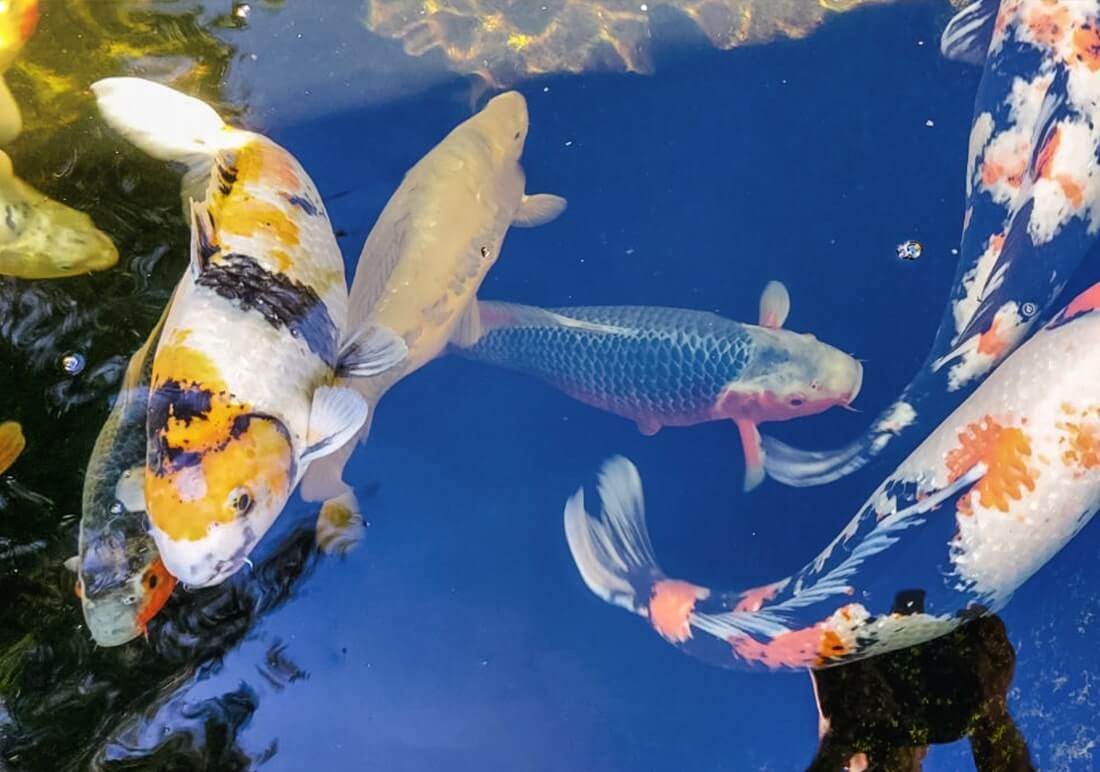 variety of koi
