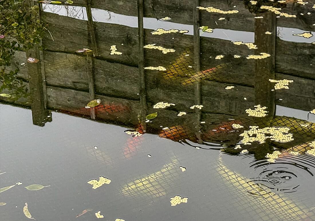 mixed koi