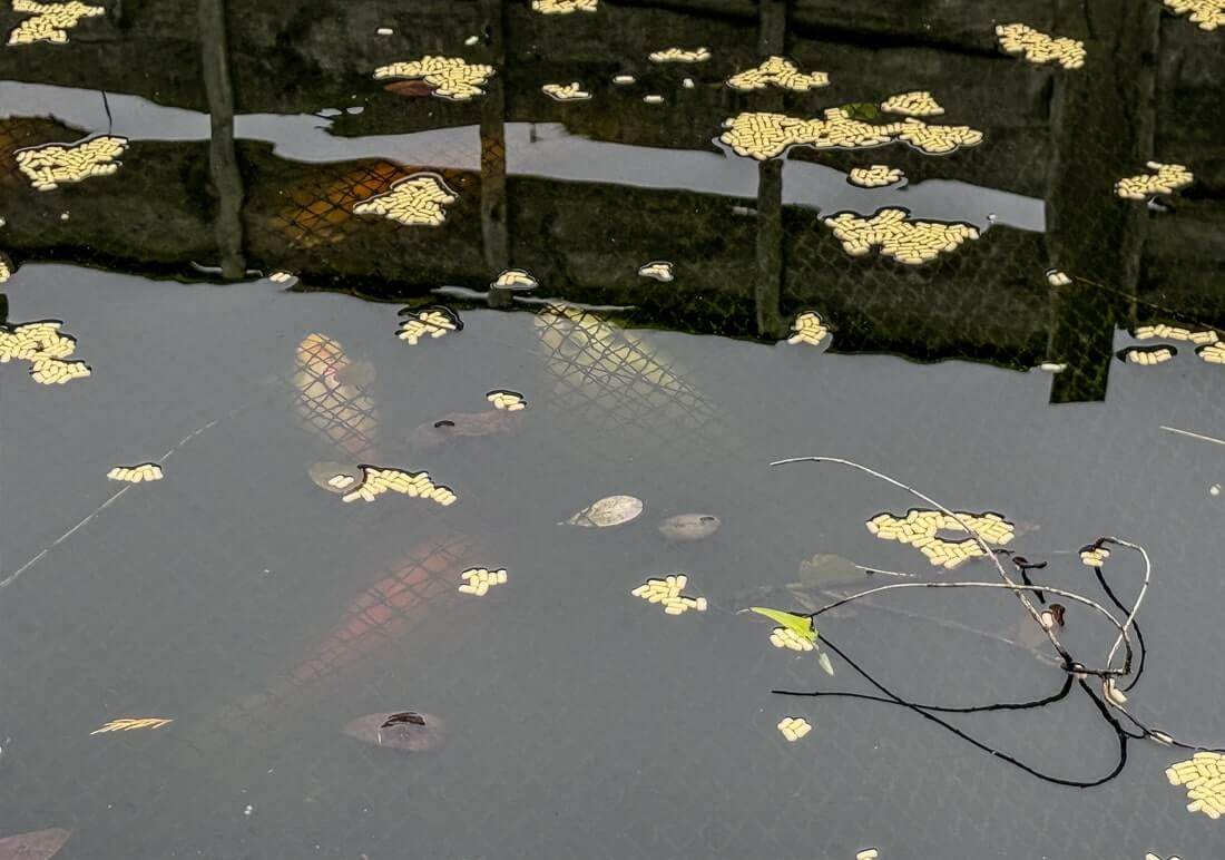 mixed koi