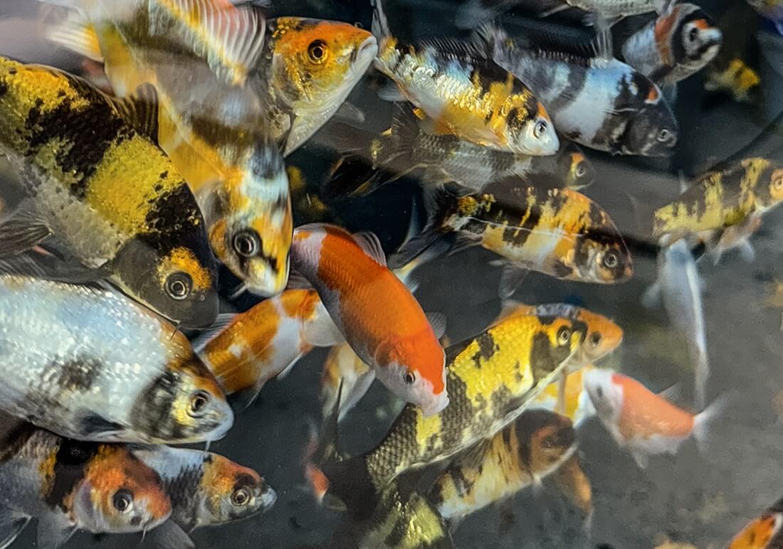 mixed young koi