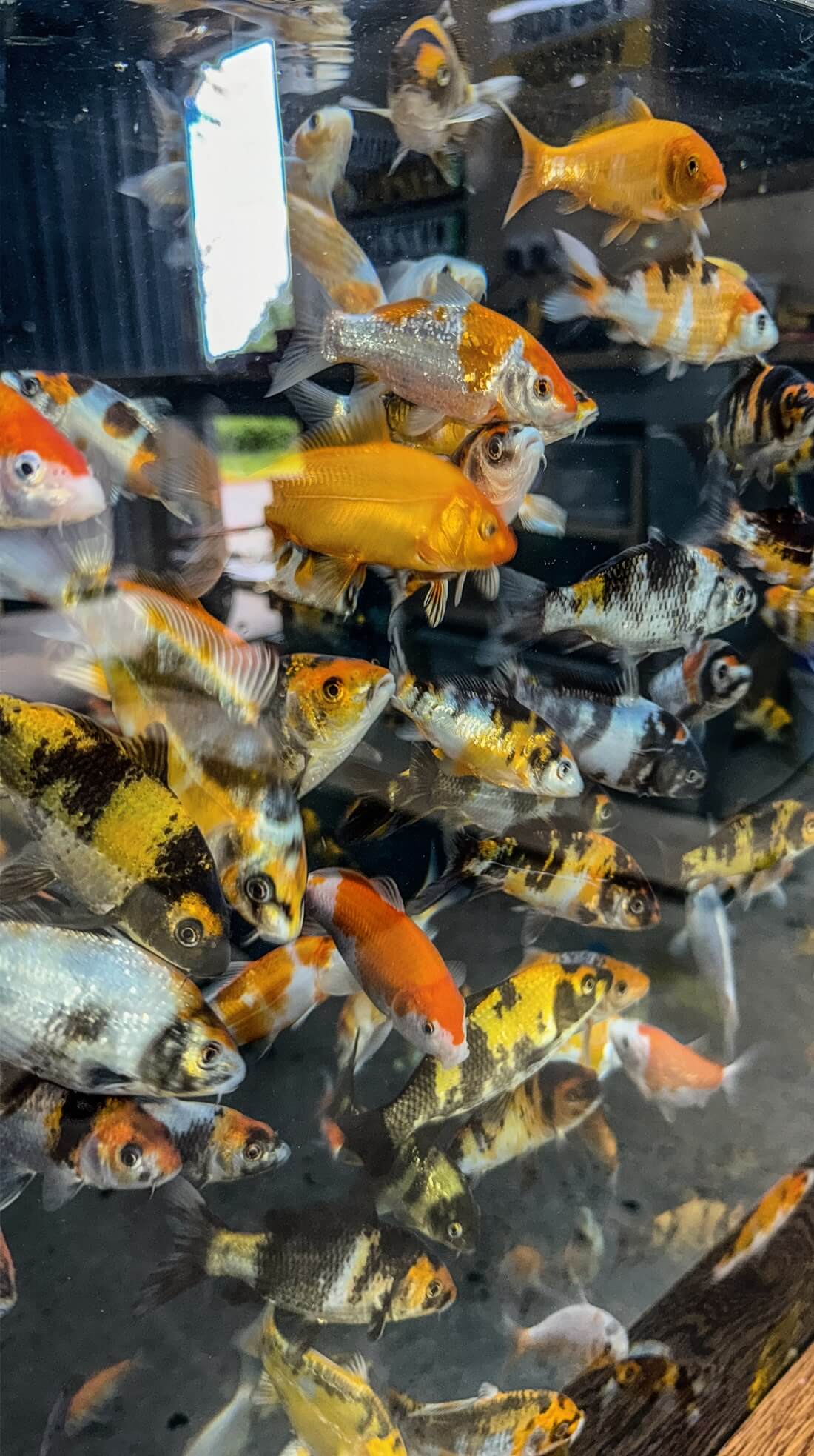 mixed young koi mixed young koi