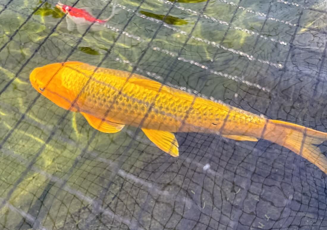 orange koi