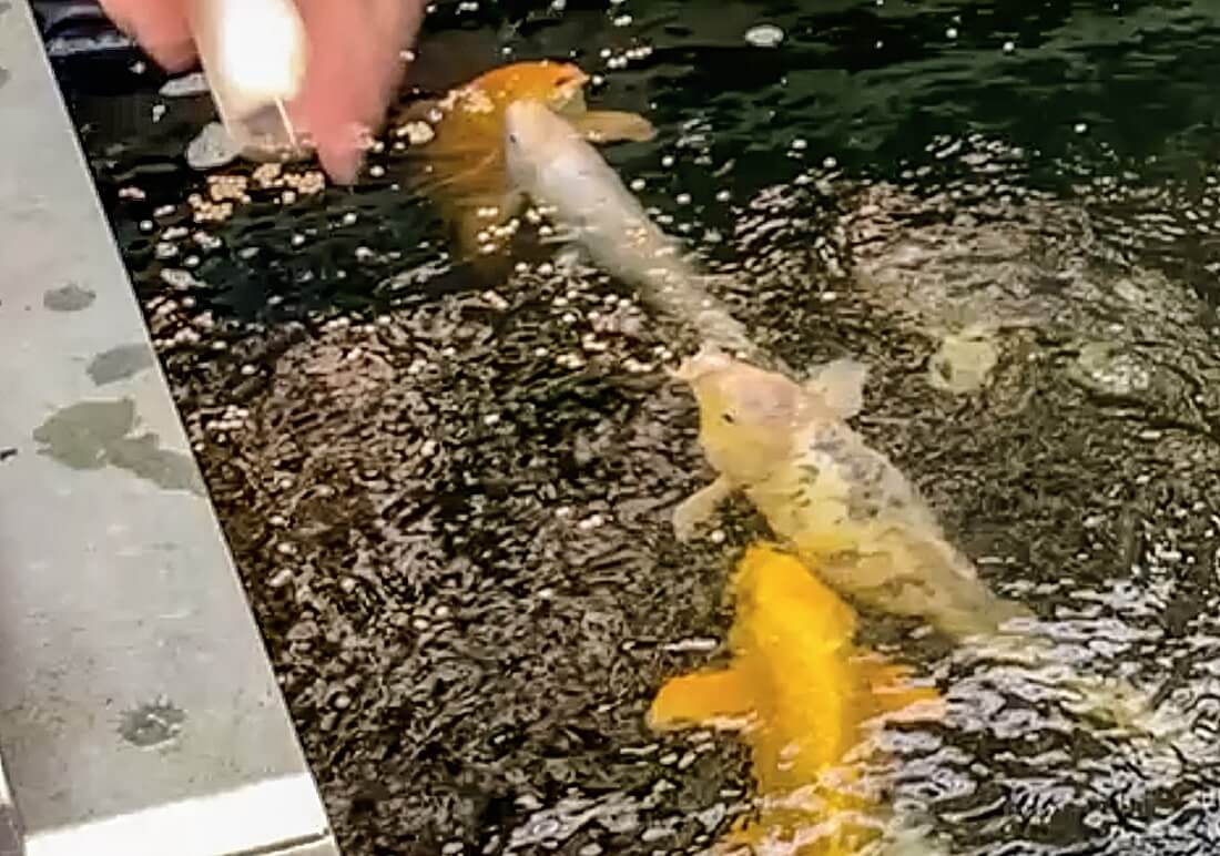 koi for sale