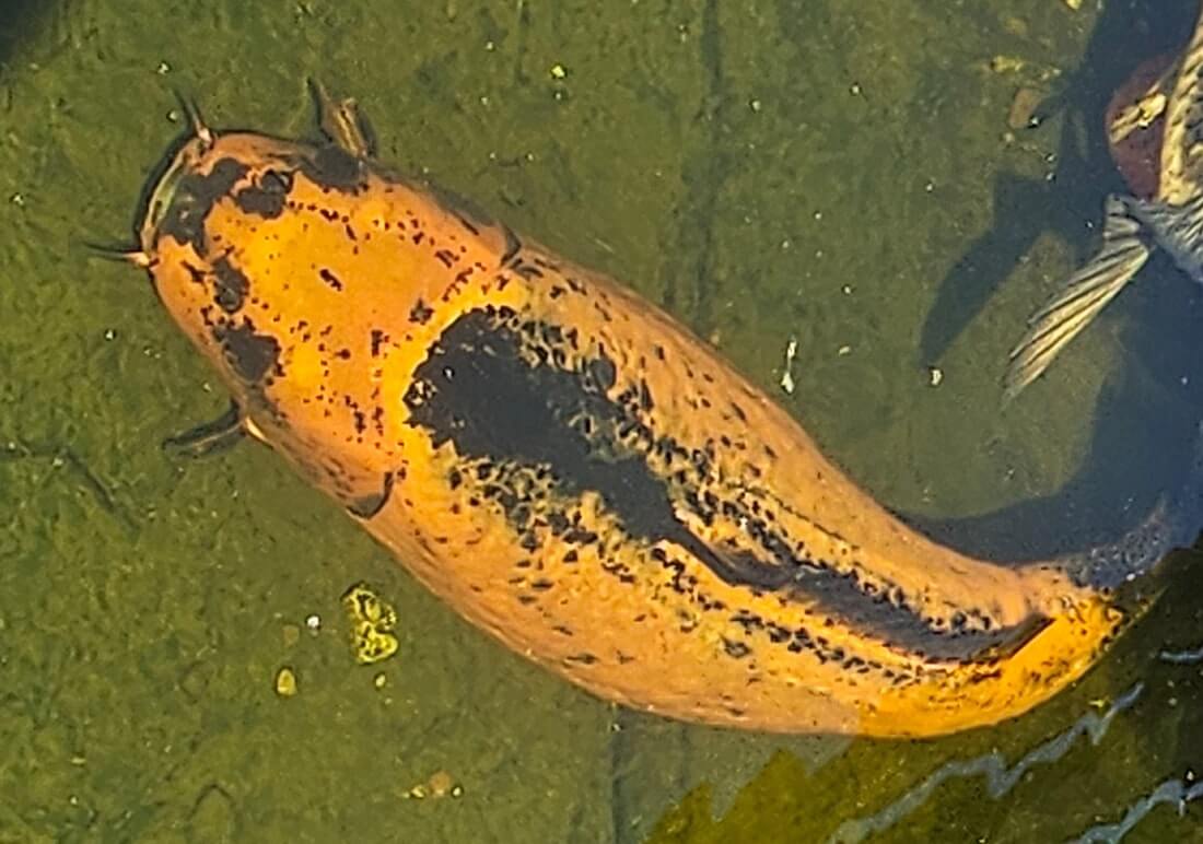 koi carp