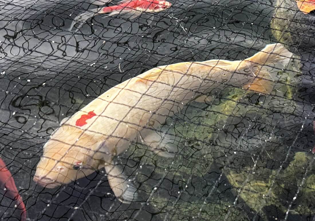 white koi