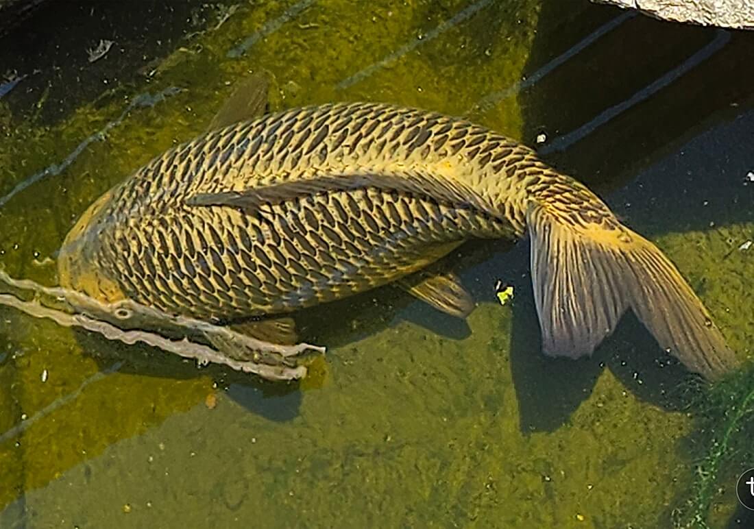 koi carp