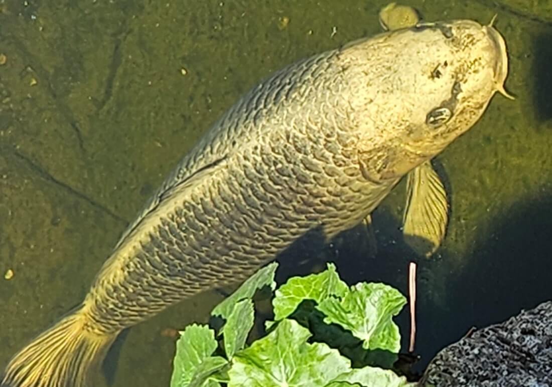 koi carp