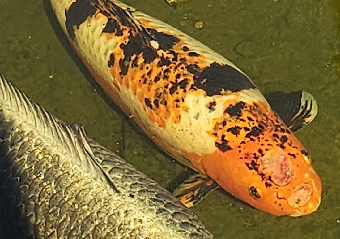 koi carp