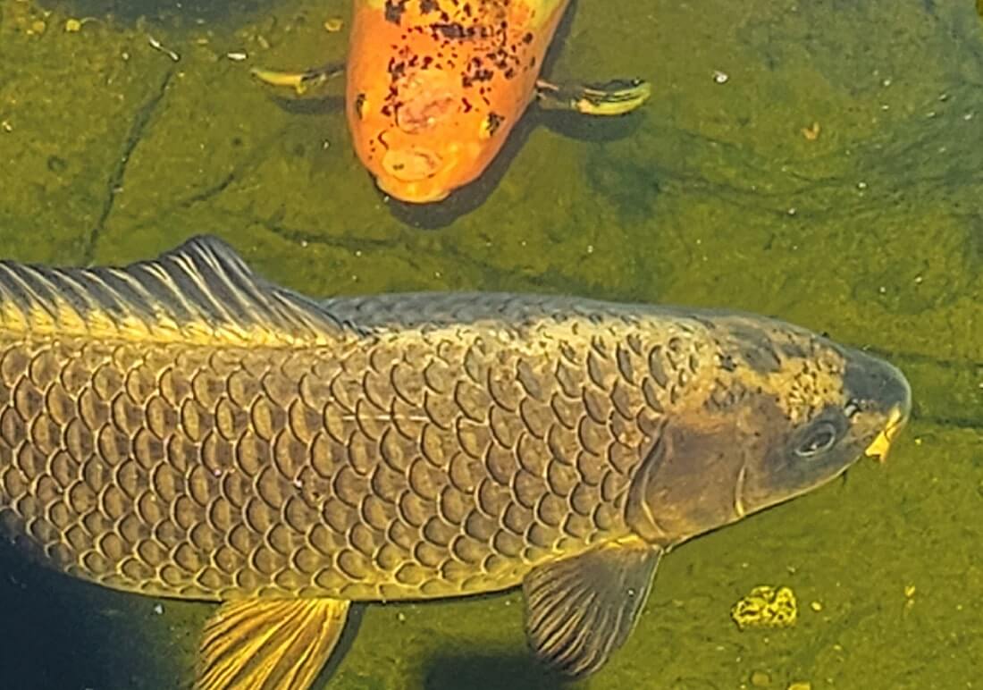 koi carp