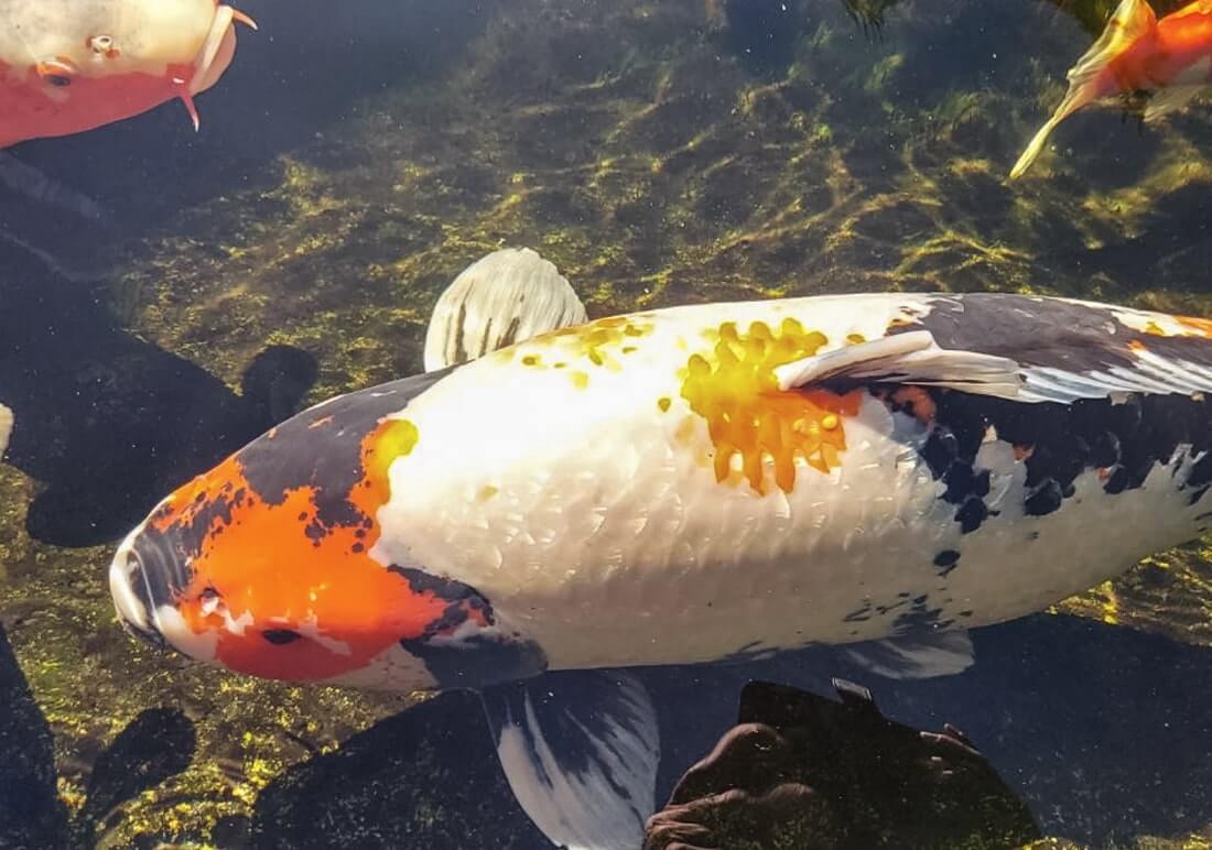 variety of koi for sale variety of koi