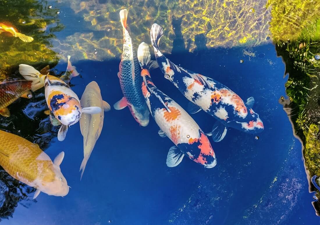 variety of koi variety of koi