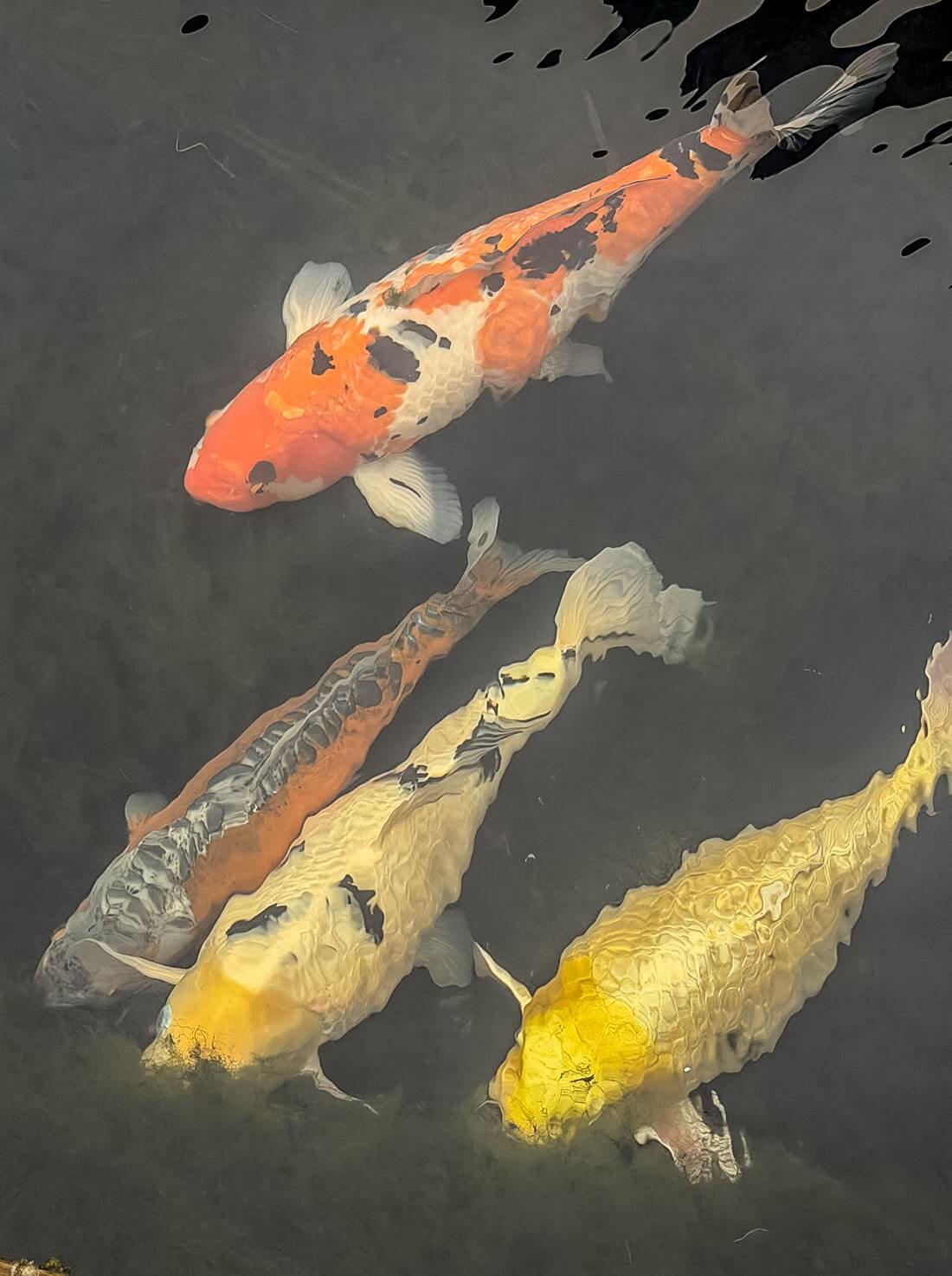 beautiful koi