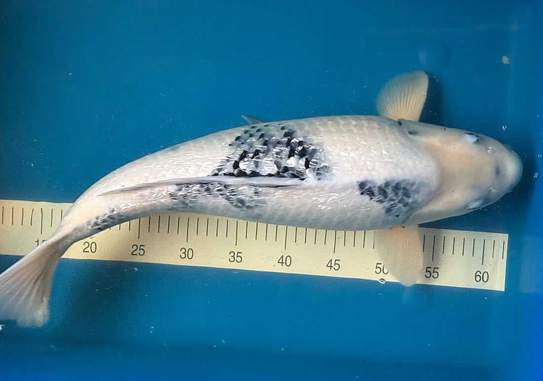 Female Sakazume Gin Rin Shiro Utsuri koi, 3 years old, 55 cm, healthy and robust (“tank”). Fed Medikoi Probiotic. Available in Berkshire for £395.