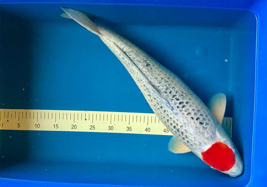 kanno tancho goshiki