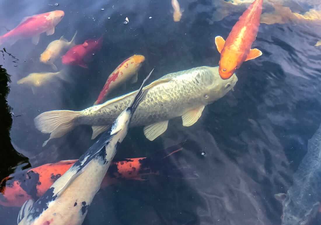 assorted koi for sale