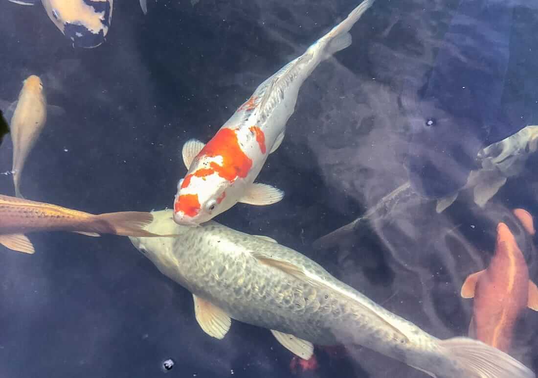 assorted koi for sale middlesex assorted koi for sale