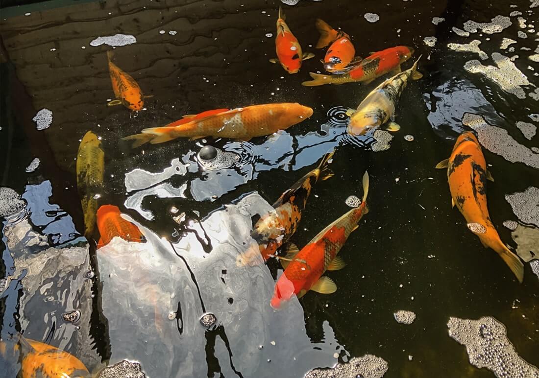 assorted koi