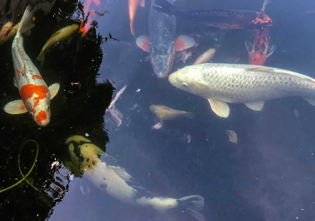 assorted koi in middlesex assorted koi for sale