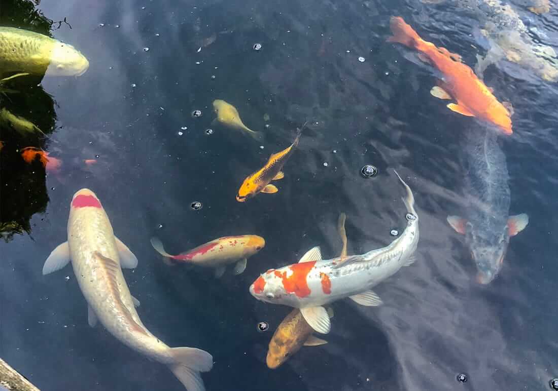 assorted koi middlesex assorted koi for sale