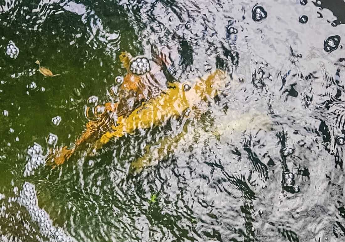 assorted koi for sale