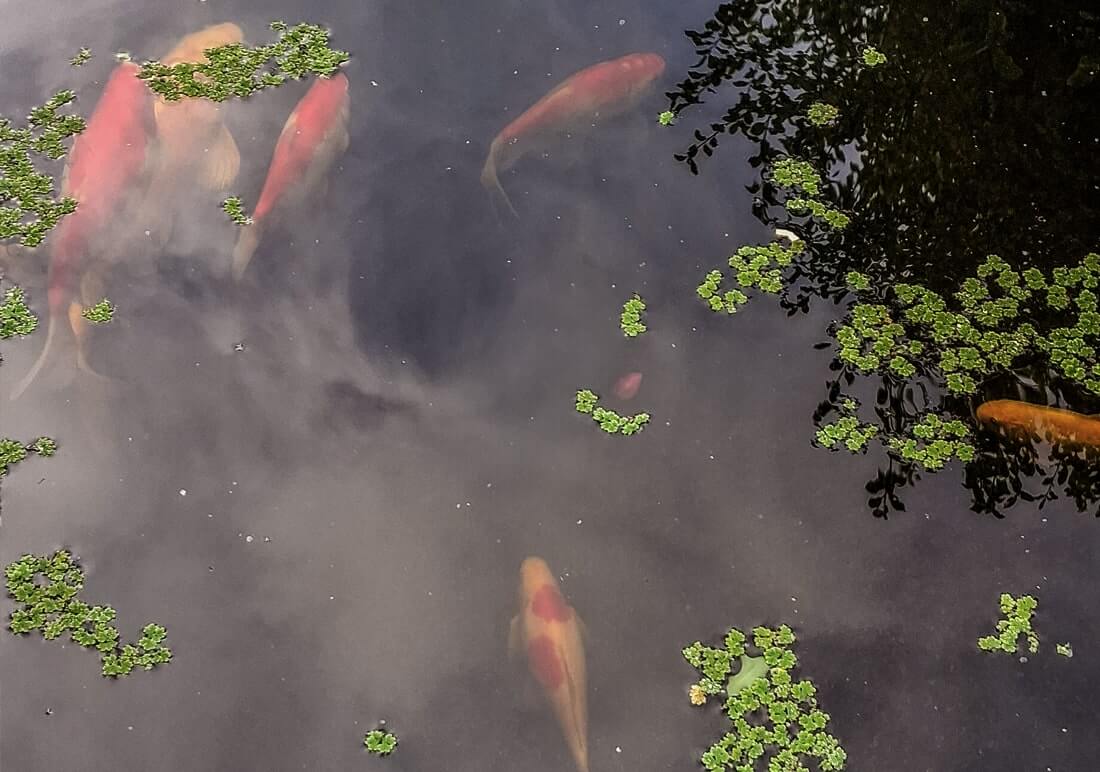 assorted koi