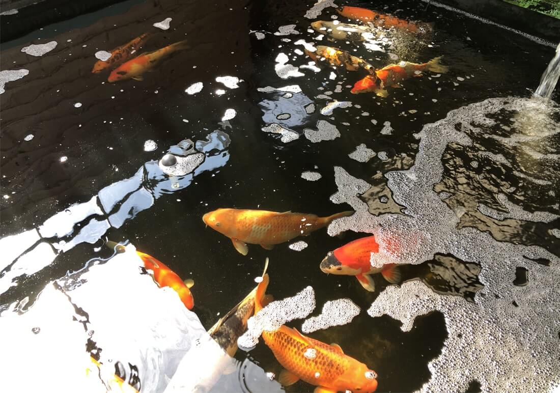 great selection of koi for sale assorted koi