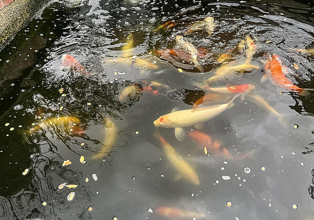 job lot koi carp