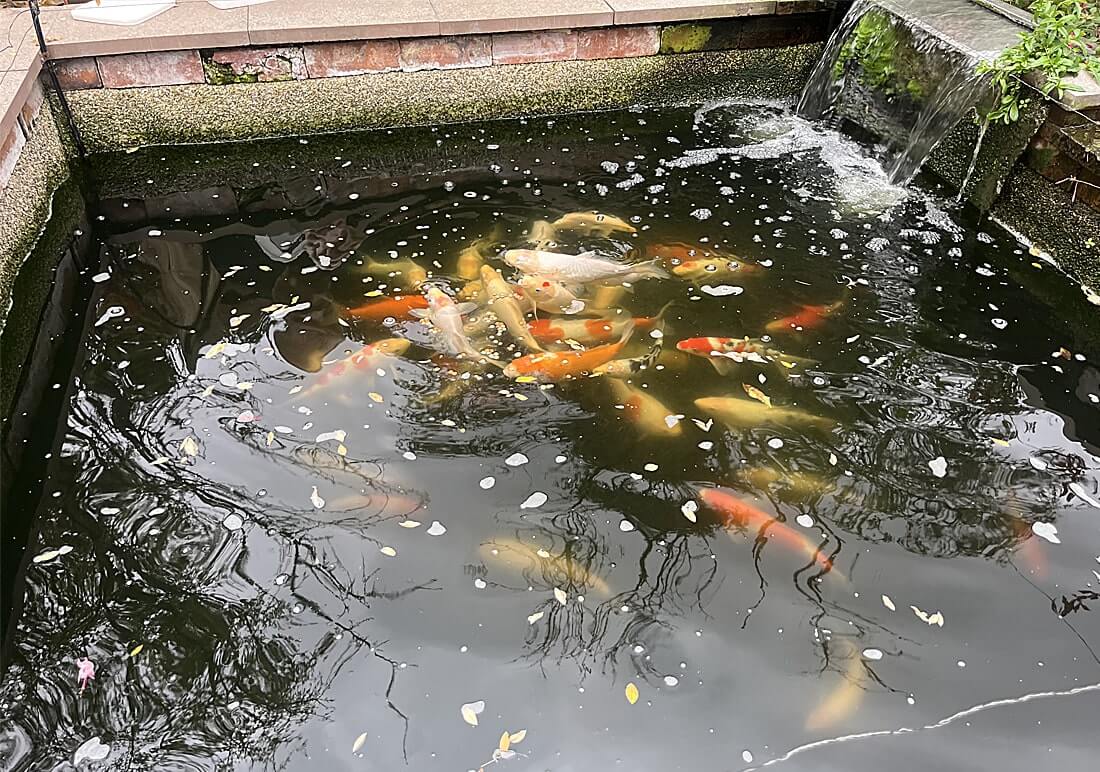 job lot koi job lot koi carp