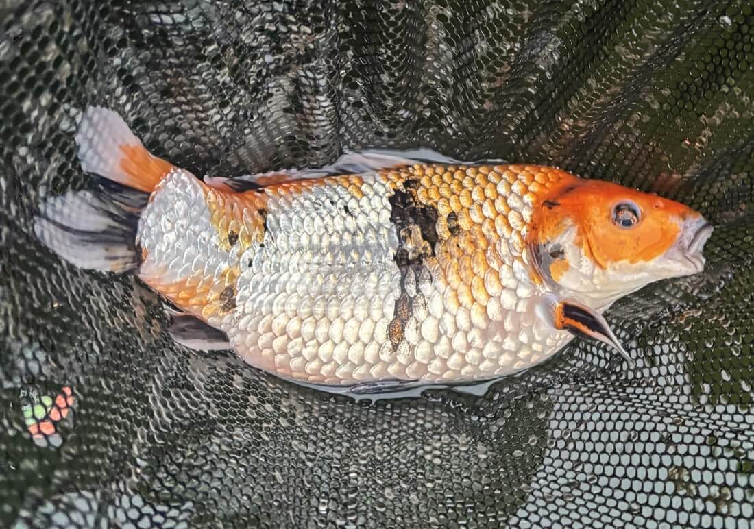 koi for sale