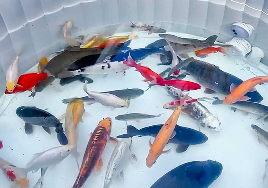 collection of koi for sale
