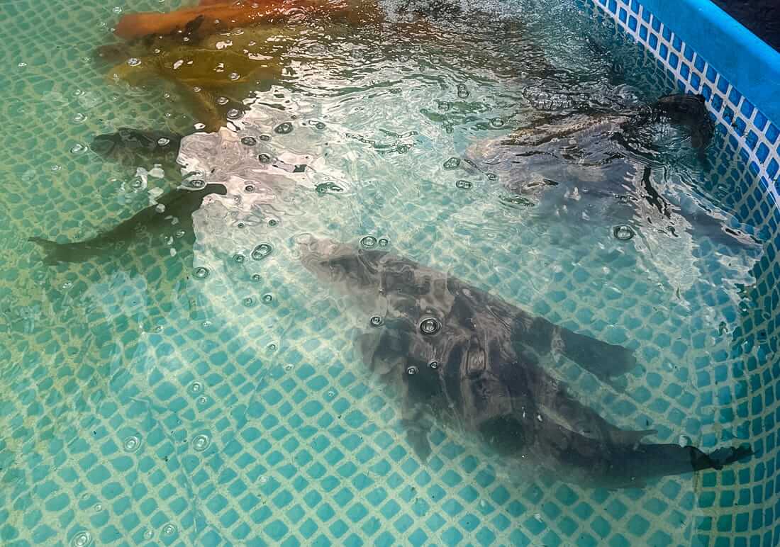 mixed koi for sale in kent koi for sale in kent