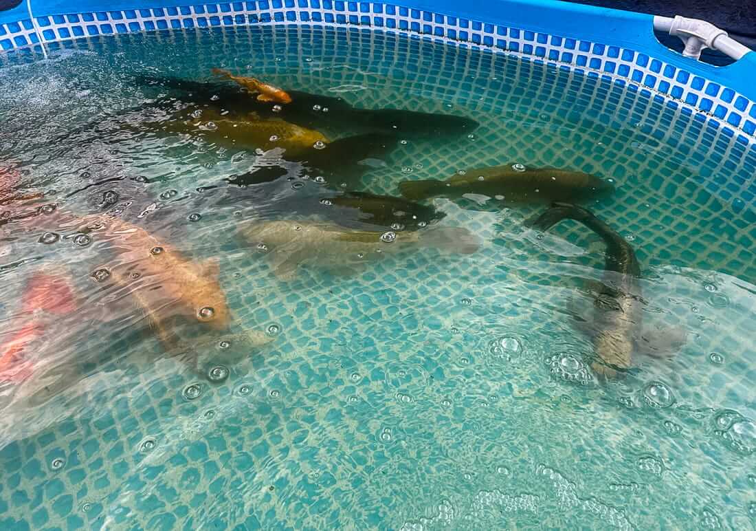 mixed koi for sale kent koi for sale in kent